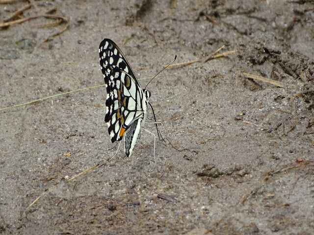Butterfly (Citrus Swallowtail)