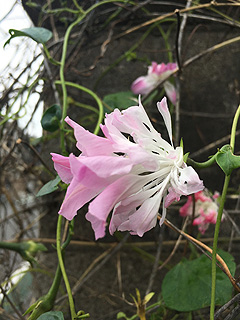 スプリットペタル