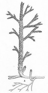 Gambar: rizoma dan cabang vegetatif Asteroxillon mackei