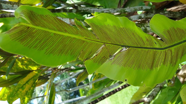 Asplenium nidus