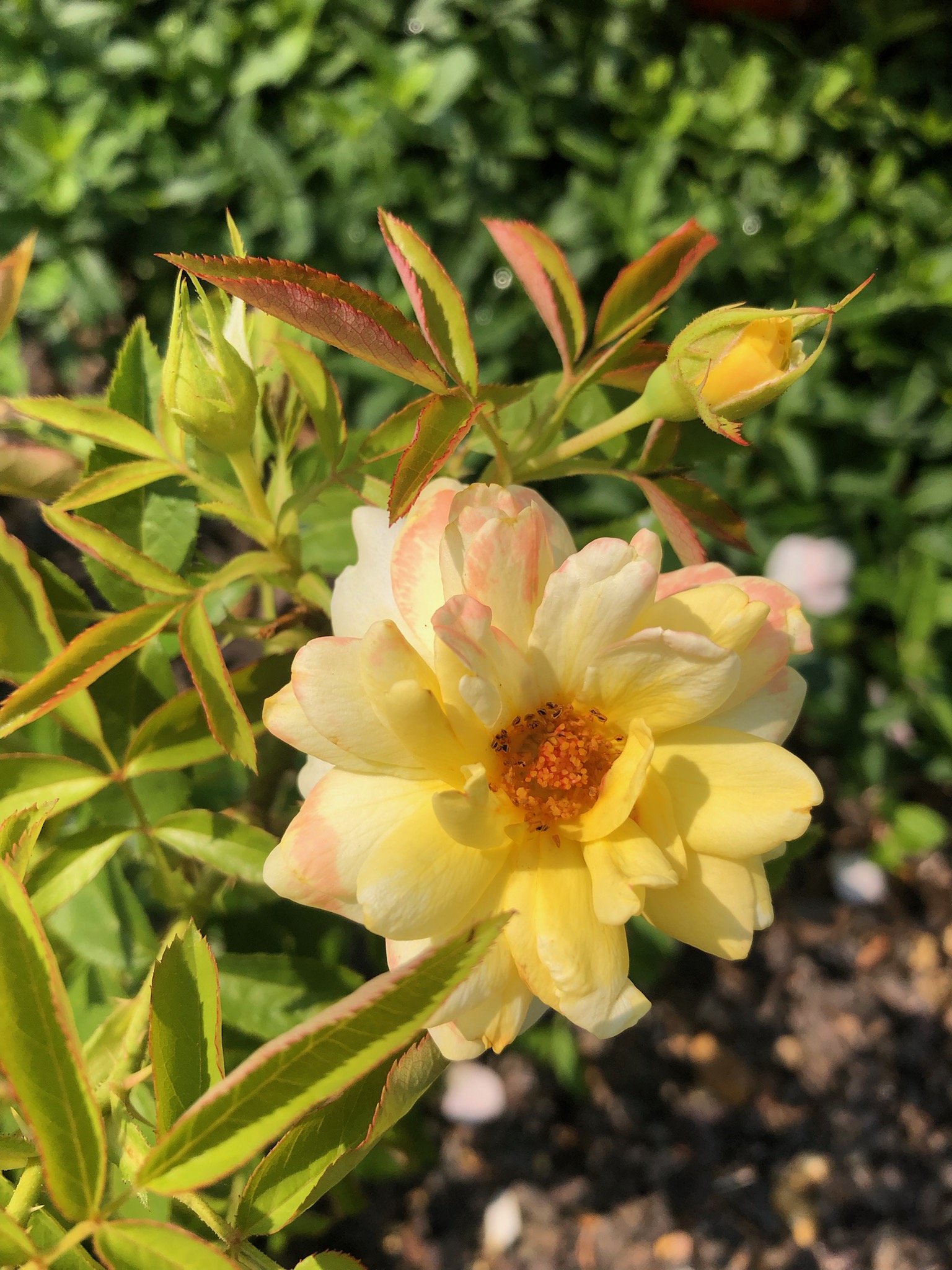 All For Roses Some More Random Roses all-for-roses-some-more-random-roses