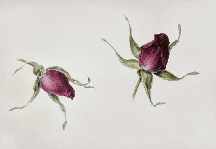 Dianne Sutherland No. 17, 30 Day Challenge, Rose Buds