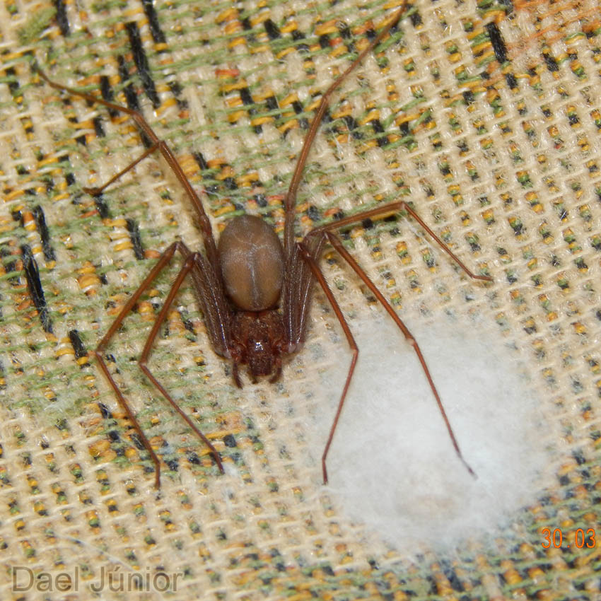 Insetologia - Identificação de insetos: Aranha Marrom com Ovos em Minas