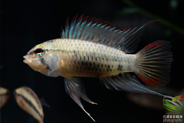 Apistogramma viejita