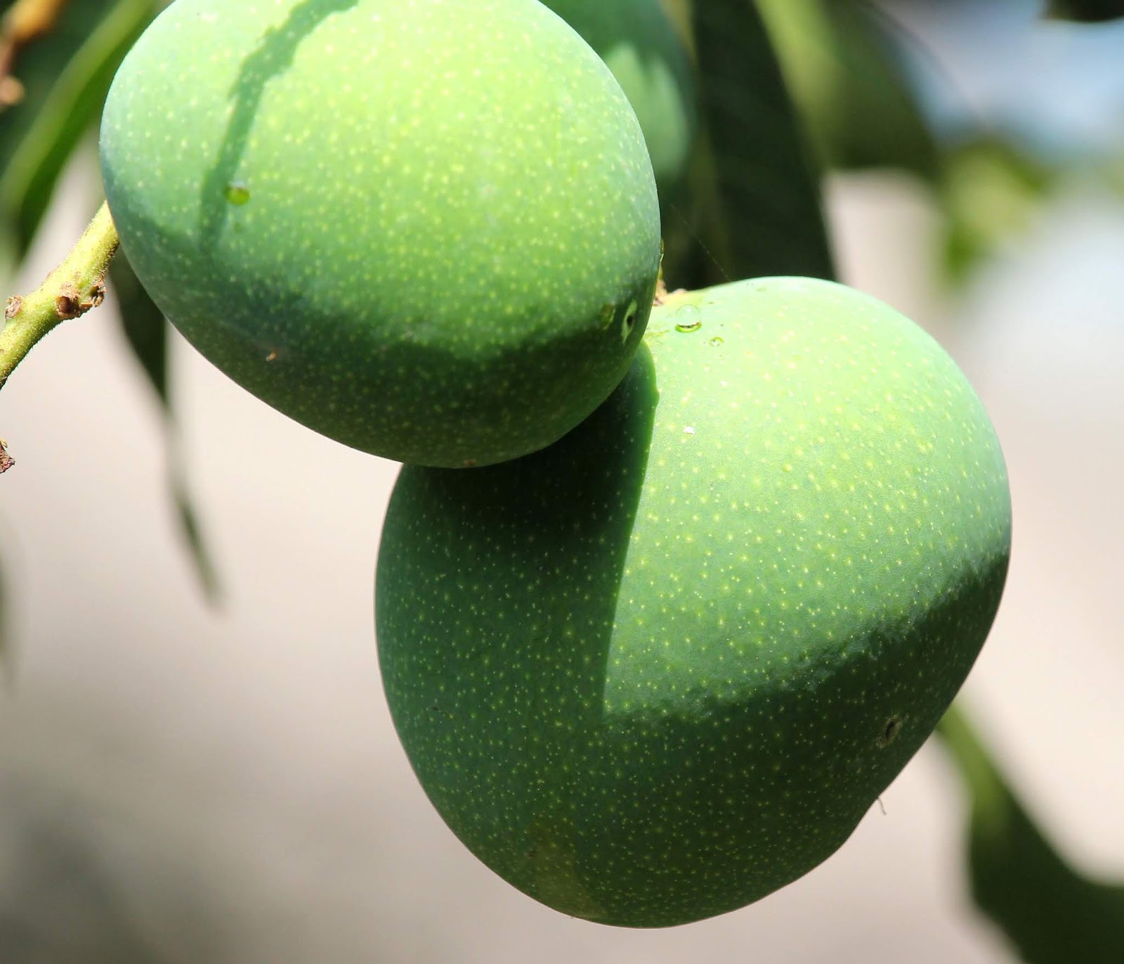 Images for royalty free images of green mangoes