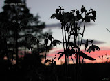 Nordic summer nights..