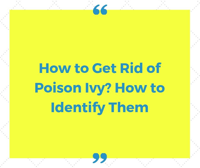 How to get rid of Poison Ivy? How to Identify them How to get rid of Poison Ivy? How to Identify them