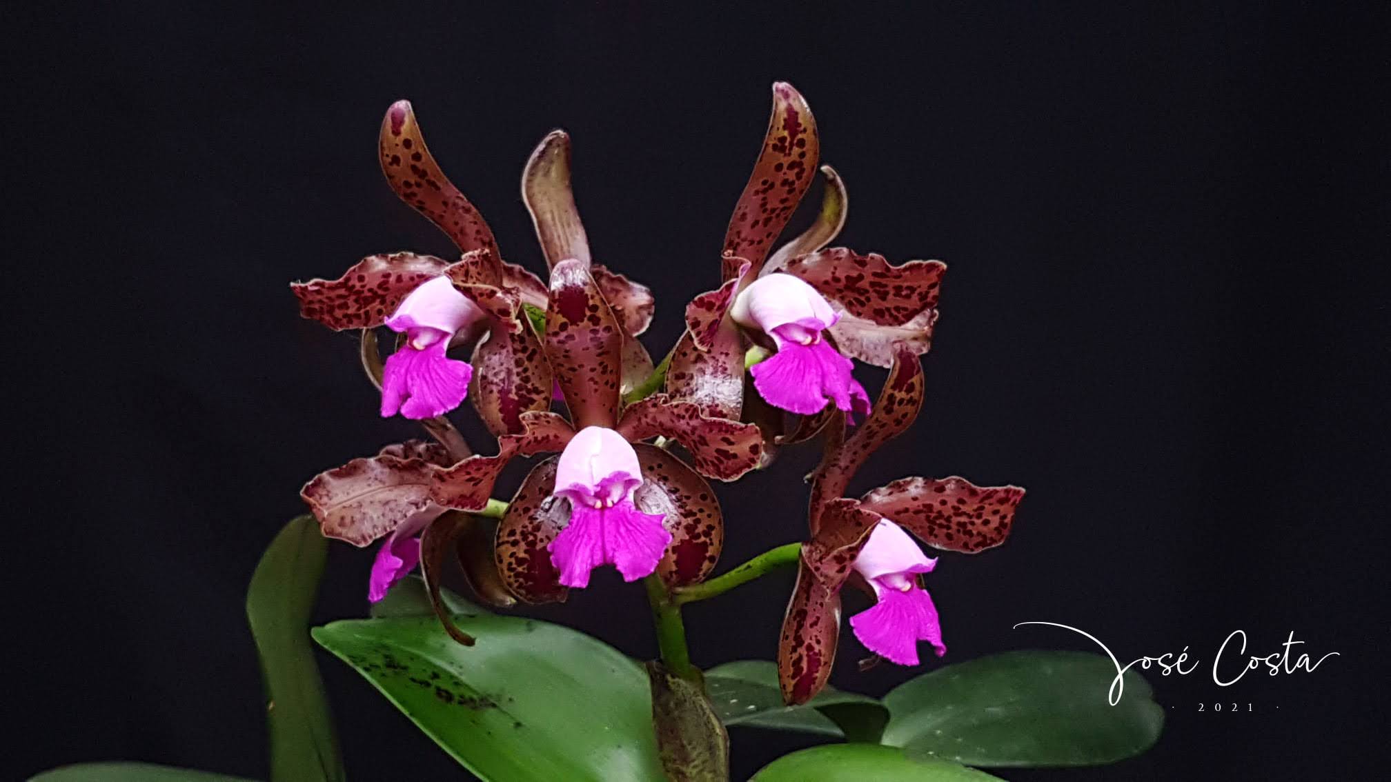 Cattleya tigrina