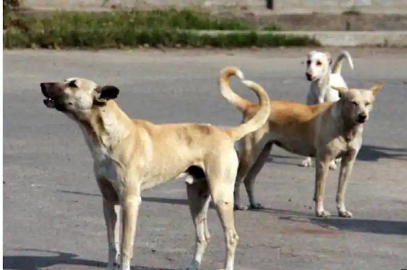 Street Dogs and Their CareGivers Laws and Guidelines