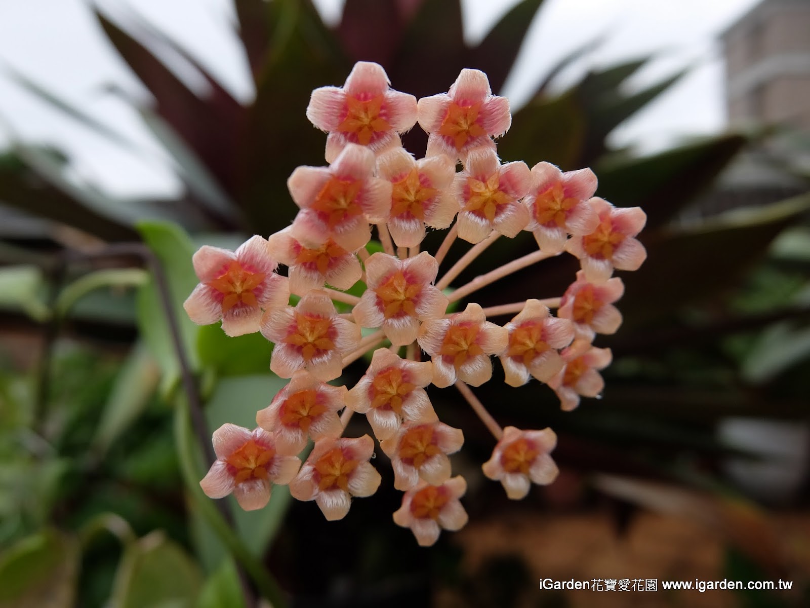 園藝達人栽培術 優質蠟花 毬蘭 園藝部落格 Igarden 花寶愛花園園藝文摘plus