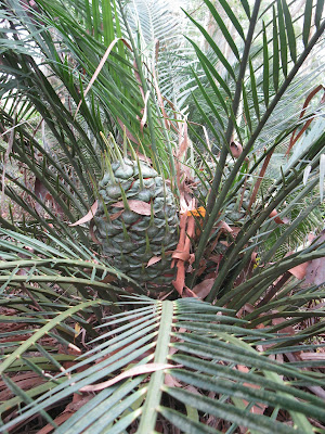 Burrawang (Macrozamia communis) Protected