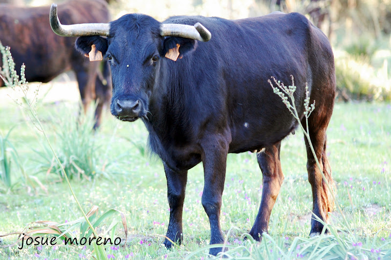 Josue Moreno MARQUES DE ALBASERRADA