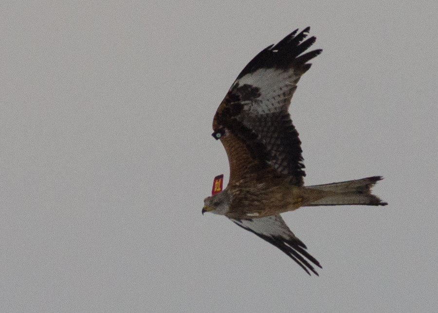 Gower Wildlife Tagged Red Kites