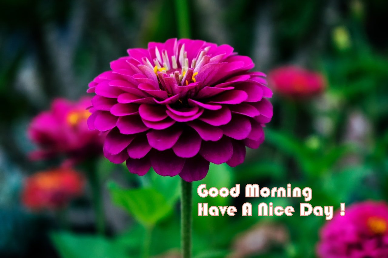 149+ Good Morning Images HD Collection of Beautiful Good Morning