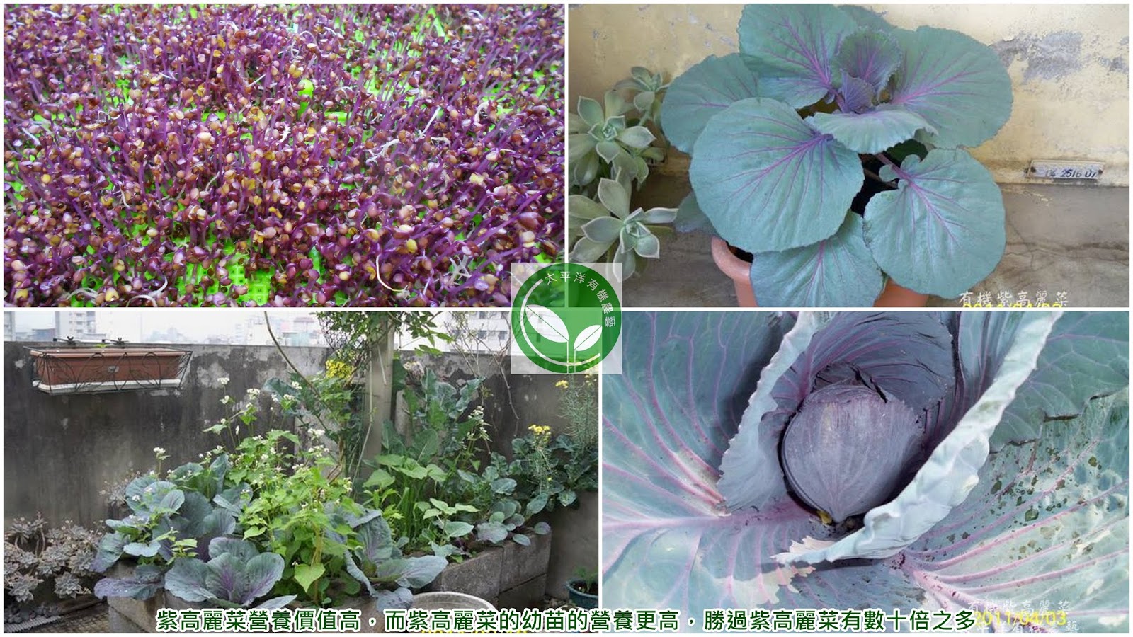 紫高麗菜營養價值高，而紫高麗菜的幼苗的營養更高，勝過紫高麗菜有數十倍之多
