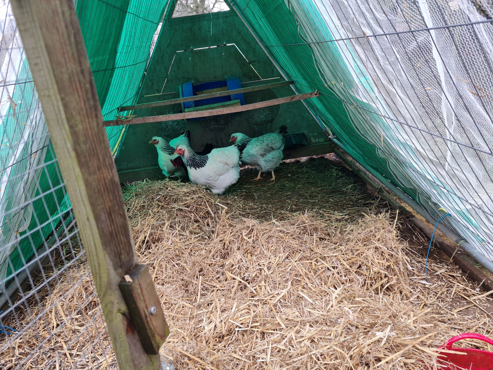 An English Homestead Straw For The Chickens