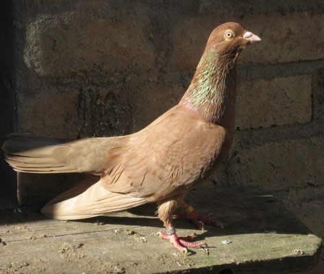 Oriental Roller pigeons ( Orientalischer Roller ) Pigeons fall