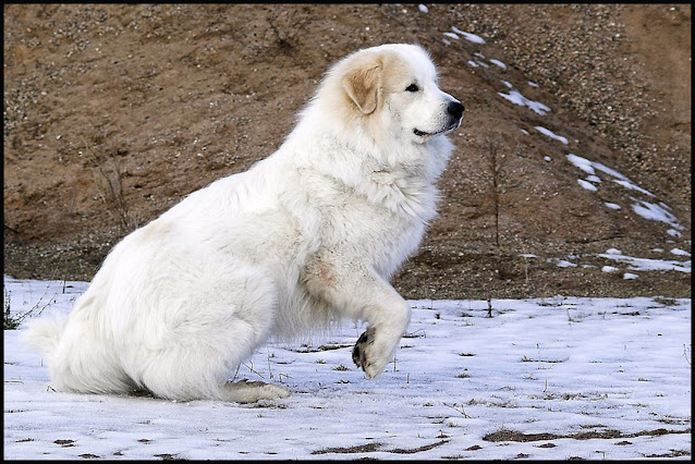 pyrenees shedding