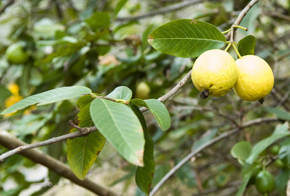 The 3 Foragers: Foraging for Wild, Natural, Organic Food: Wild Edibles in Hawaii - Common Guavas ...