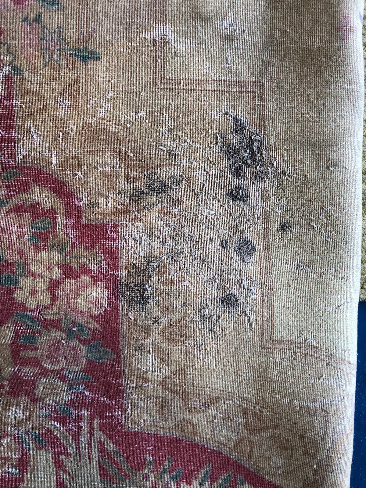 Moth Damaged Persian Rug