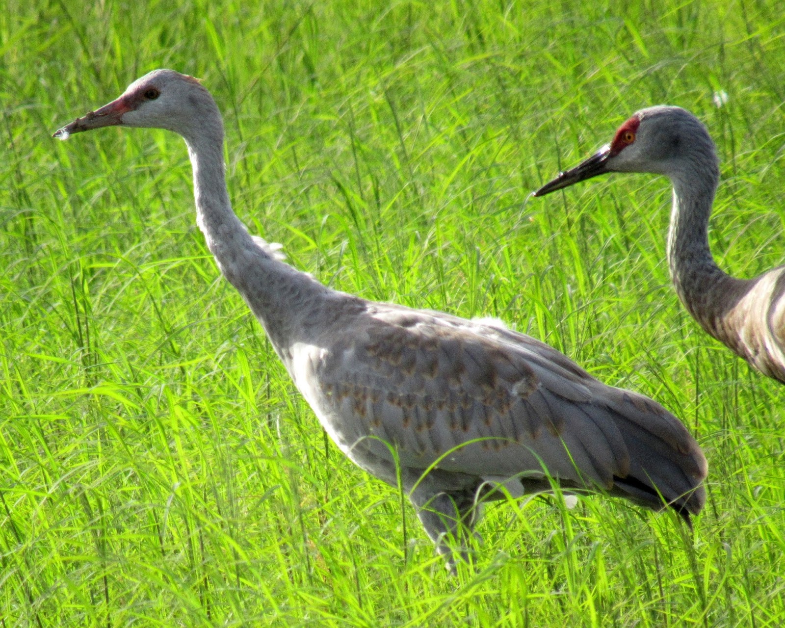 Sandhill Cranes are back at Merced National Wildlife Refuge!