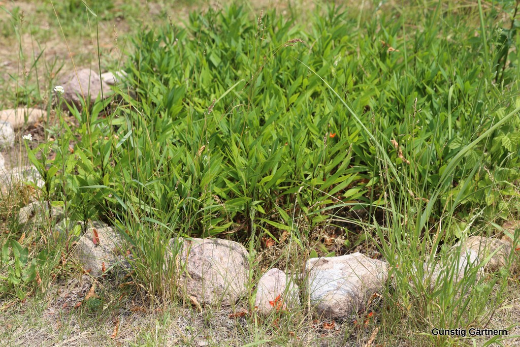 Günstig gärtnern Günstig gärtnern an der Havel