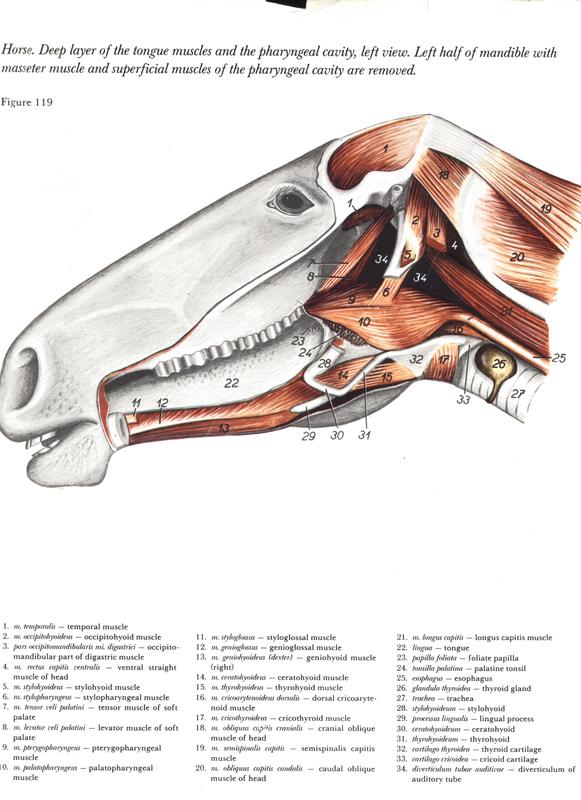horse-cavalo-skull-anatomy-anatomia-cranio-maxilar-sinusal-sinuses-vetarq-muscle-musculatura-bone-osso