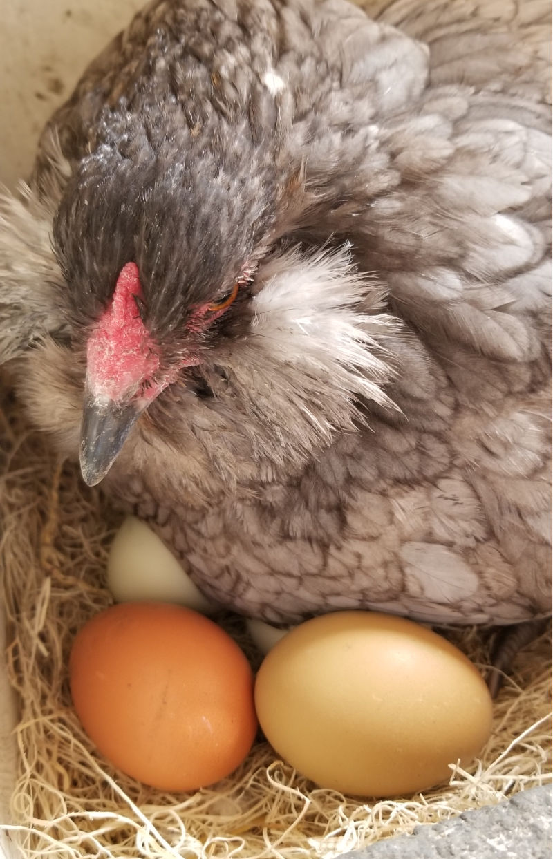 What Do Normal Chicken Droppings Look Like? Fresh Eggs Daily® with