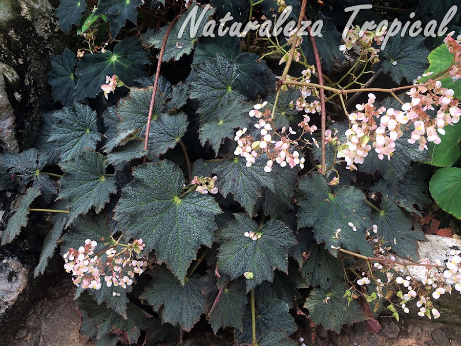 Begonia con hojas verde-grisáceas