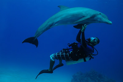  Dolphin Fish
