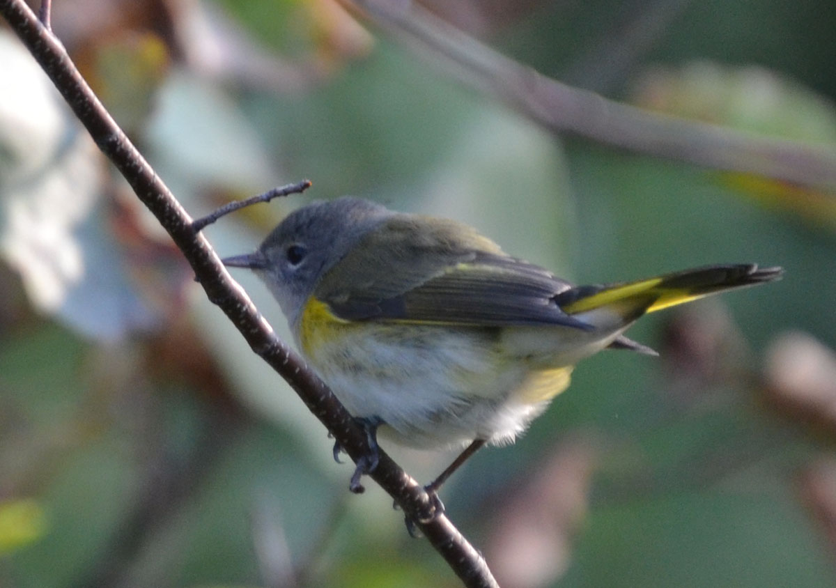 Woods Walks and Wildlife: September 2011