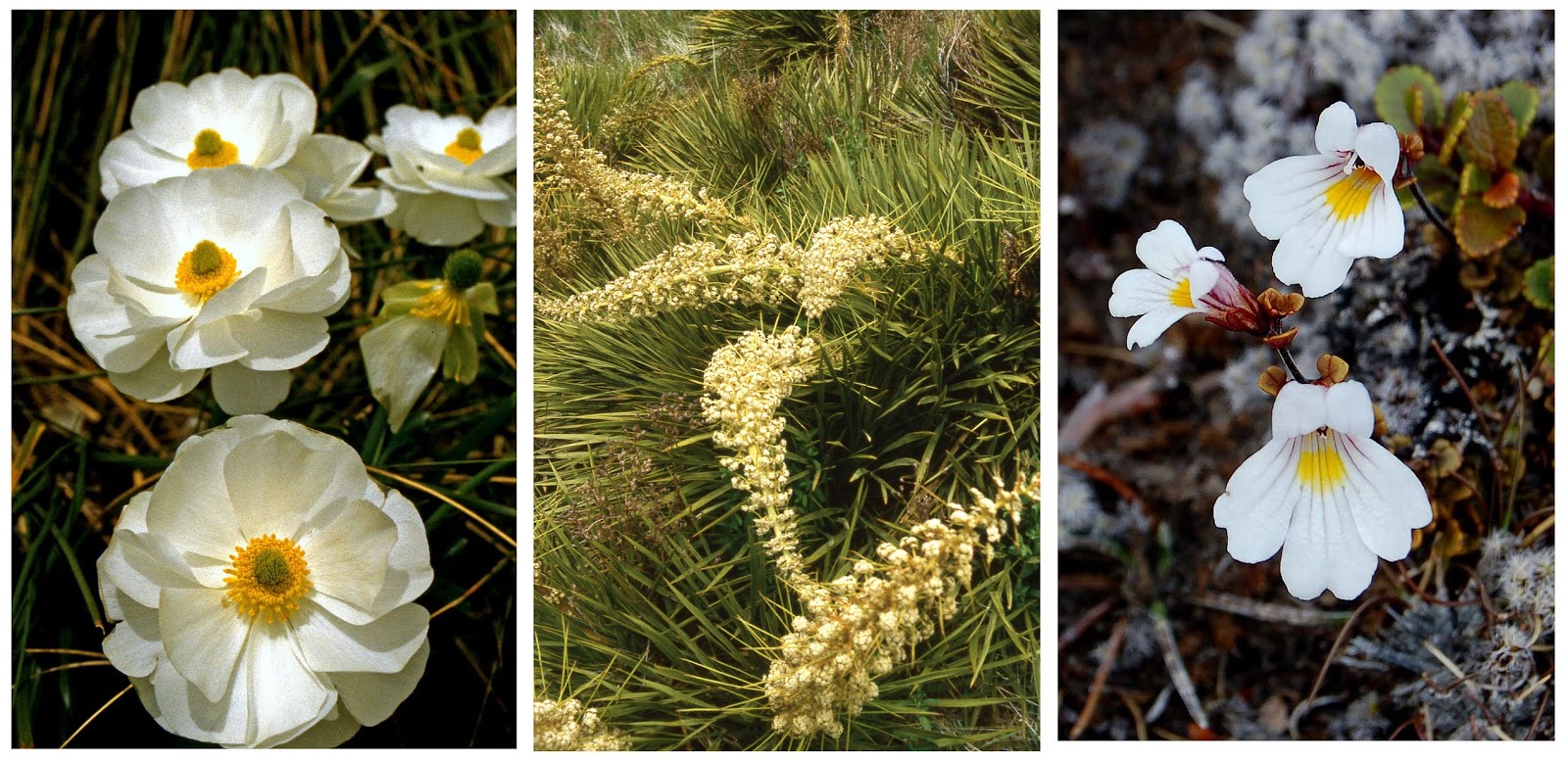 Dust on My Feet The Native Flowers of New Zealand