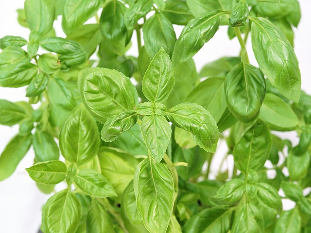 These culinary herbs in the kitchen can enhance the taste of your food