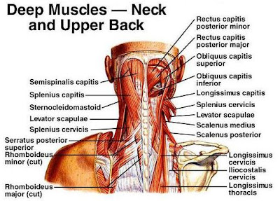 Anatomi otot leher adalah sekelompok otot-otot yang ada pada leher manusia, dan otot ini akan menghasilkan sebuah gerakan di leher yang menjadi fungsinya. Otot Leher Kelompok Suprahoid dan Otot Leher Kelompok Infrahioid.