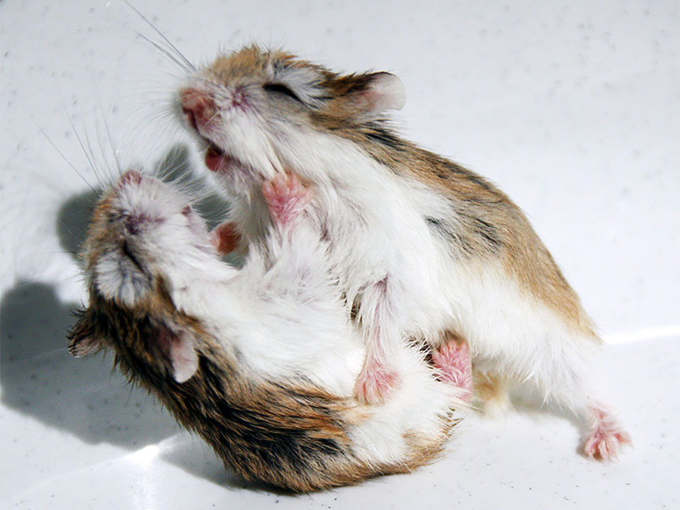 Por que los hamster se comen a sus crias