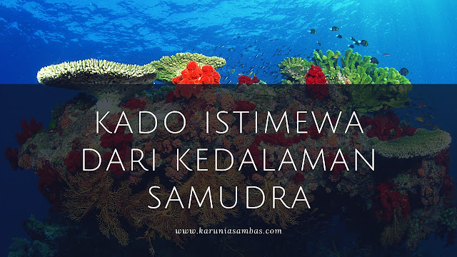 Kado Istimewa dari Kedalaman Samudra Rekam Jejak Sang