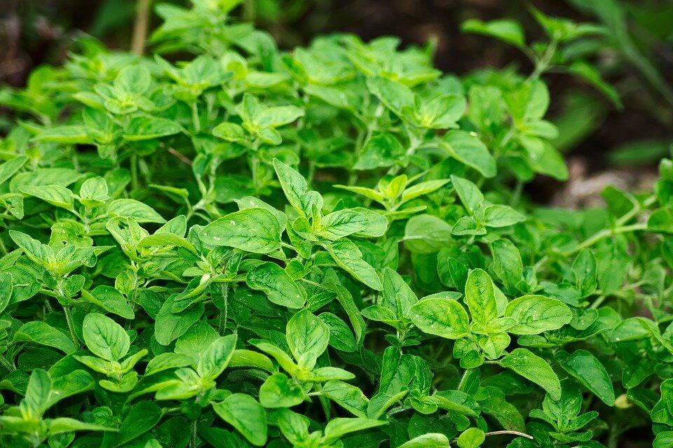 Oregano contains carvacrol, a ground-breaking compound