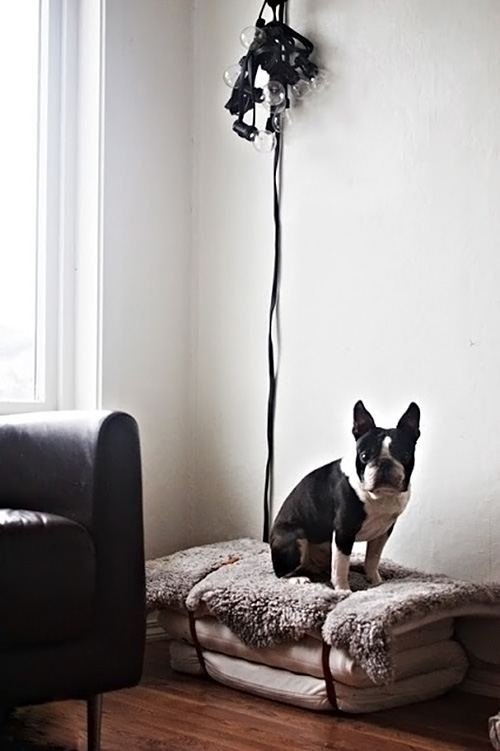 barquitec: Muebles para mascotas / Furniture & pets.