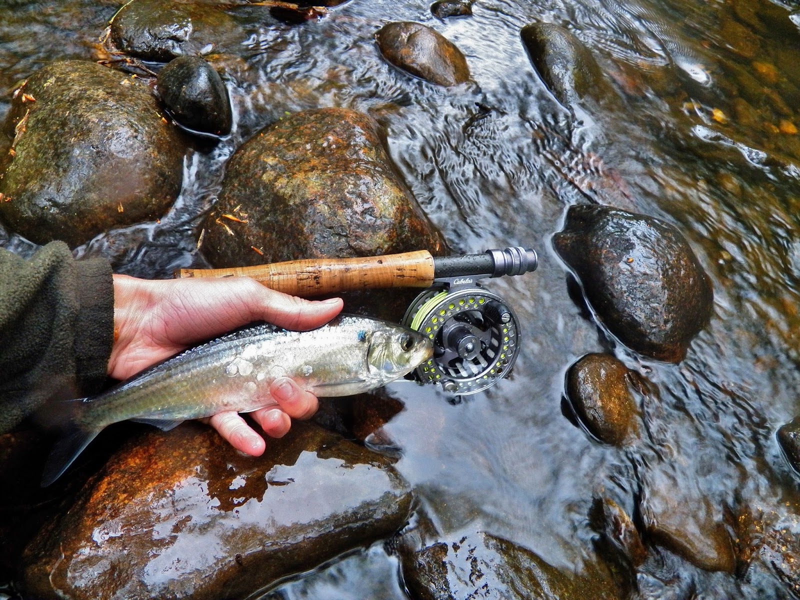 Connecticut Fly Angler A First Blueback Herring