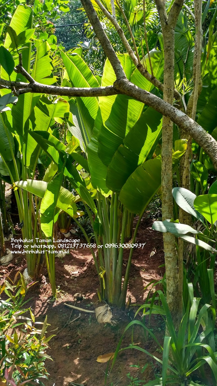 jual pohon pisang kipas pisang heliconia tukang taman jual pohon pisang kipas pisang heliconia tukang taman