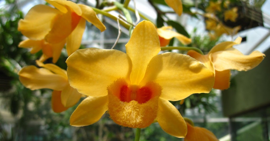 Dendrobium moschatum care and culture Travaldo's blog