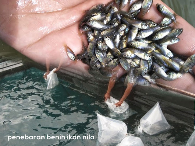 cara budidaya ikan nila penebaran benih - Cara Budidaya Ikan Nila Agar Cepat Besar