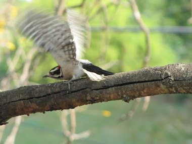 Downy Woodpecker Taking Off