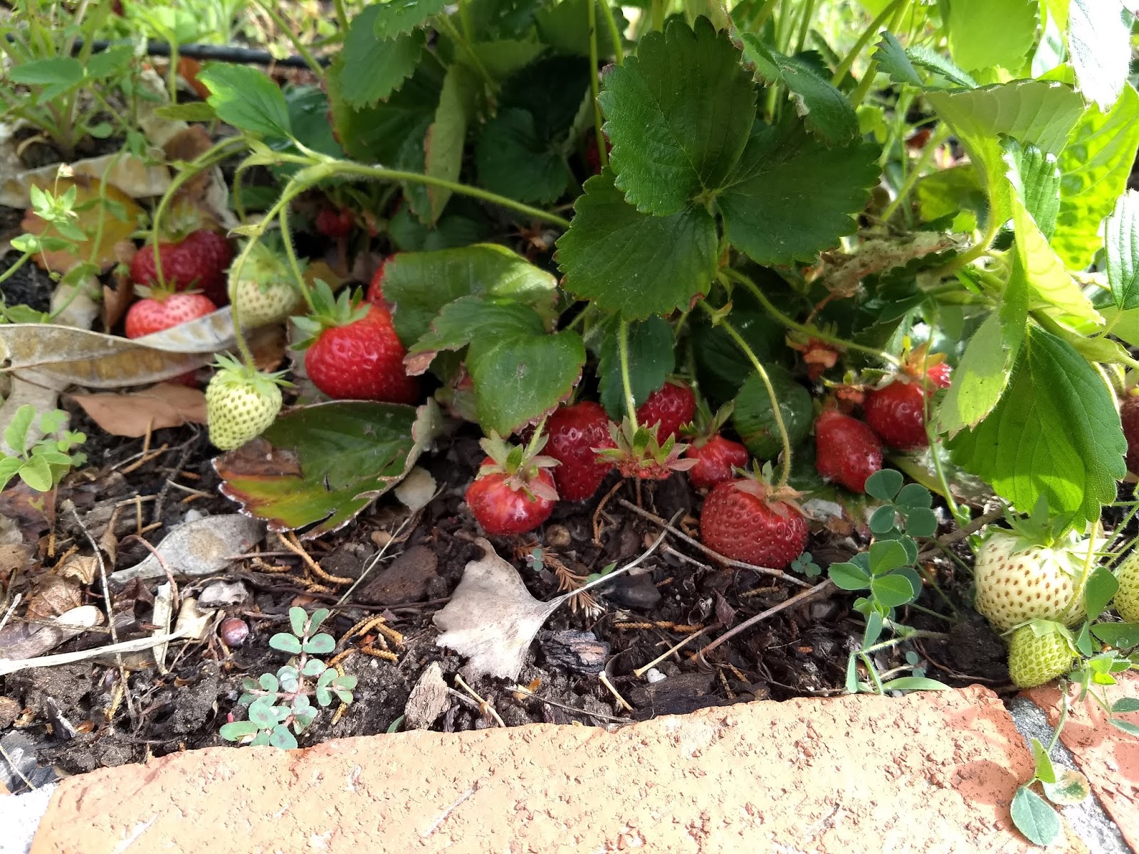 The Scientific Gardener Spring Garden Visits
