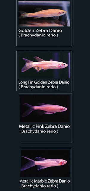 7. Metallic marble zebra danio Nama latin Brachydanio rerio  8. Metallic blue zebra danio  Nama latin Brachydanio rerio4. Golden zebra danio   Nama latin Brachydanio Rerio  5. Long fin Golden Zebra danio  Nama latin Brachydanio rerio   6. Metallic pink zebra danio Nama latin Brachydanio rerio