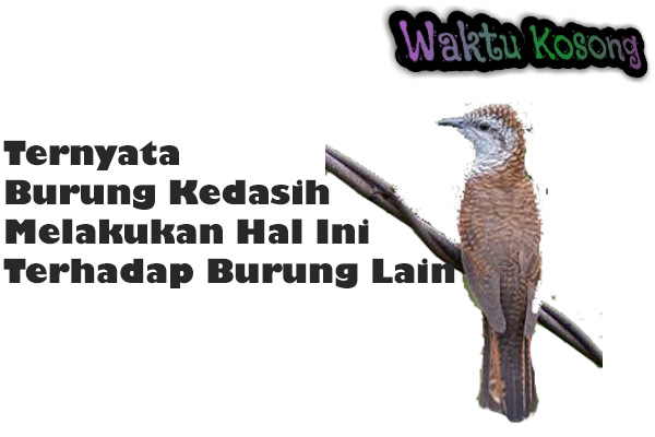 38+ Pertanda suara burung wik wik terbaru