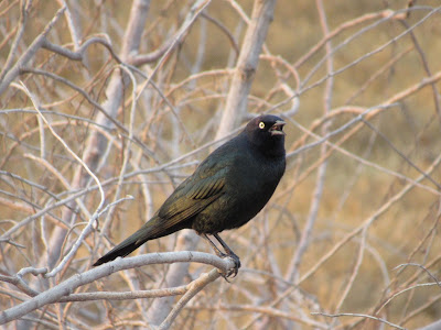 Llano Seco Unit Chico California birding hotspot