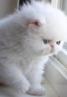 Daftar Harga Anak Kucing Persia Umur 2 Bulan