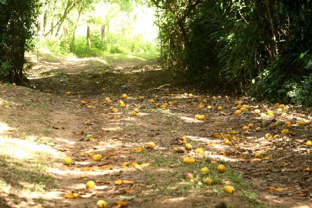 helado / paleta de mango 