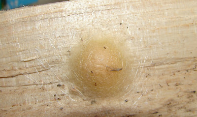 Spinnen, spider, araignée, arañas, ragno, паук, con nhện Spinnen, spider, araignée, arañas, ragno, паук, con nhện, Spinning, spin, tjerrje, predenje, предене, ämblik, hämähäkki, araignée, αράχνη, labah-labah, ragno